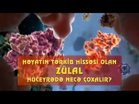 Video: Nə üçün zülal sintezi prosesi həyat üçün vacibdir?