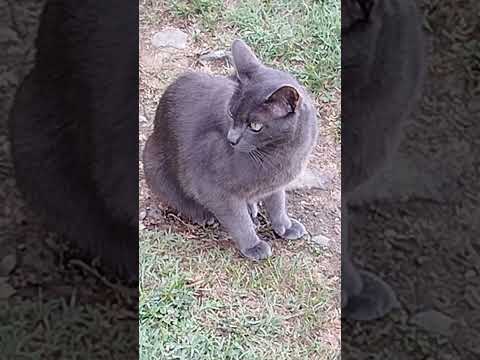 Grigino sull'attenti #cat #animals #kitten #funny #likeandsubscribe #pets #adorabile #grigio# #cute