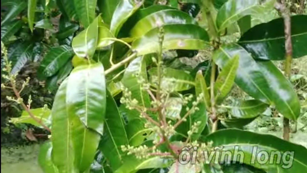 xịch thuốc rữa bông xoài  ngày mưa