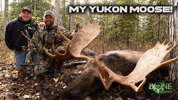 YUKON MOOSE 15 Yards with a Bow! 🫎