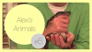 Ball Python Feeding!