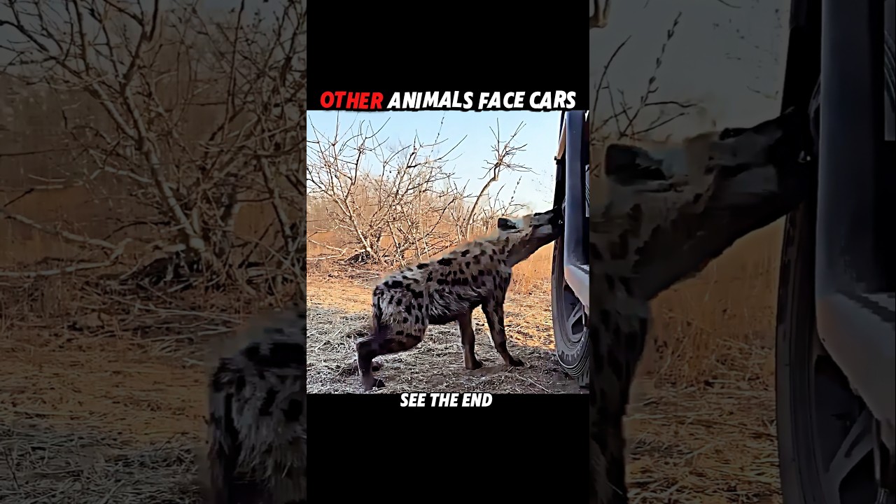 Other Animals Show Power… But Elephants Show Real Strength! 