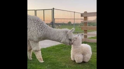 Alpaca sees a fake Llama #shorts