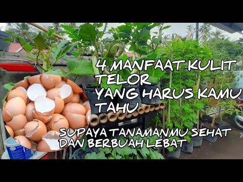 Video: Cangkang Telur Untuk Rumah Dan Kebun