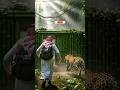 He Was Being Watched… Leopard Attack Survival Story 🐆👀"#shorts