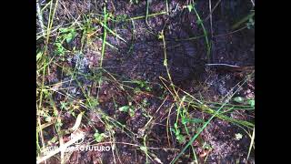 ÁREA UMIDA no RESD BURITIS. Wetlands consevation