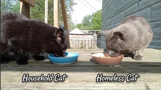 Cats Eating Turkey Cuts / Brian & Smokey