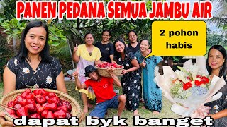 Download Lagu PANEN PERDANA  JAMBU AIR DI RUMAH MEWAH RENI WONG DESO ! MP3