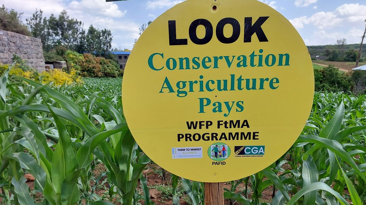 Successful adoption of Conservation Agriculture by Solai Farmers. 