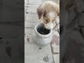 pani pi lo🐶#dog #dogvideos #dogshorts #doglife #shorts #viral #trending #petvideos #love