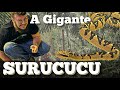 A Gigante Surucucu - Quintal do Willi #Surucucu #Amazonia #serpente