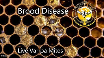 Hive Inspection, Brood Disease Testing, and Varroa Mites increasing, more than 17% mite count.