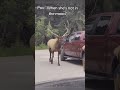 These deer have no fear 🦌🤣#funnyvideo #animal #deer #wildlife