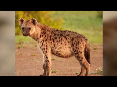 FISI AJERUHI WANNE IGUNGA WATU WAMNYANYUA NA KUONDOKA NA NYAMA ZAKE