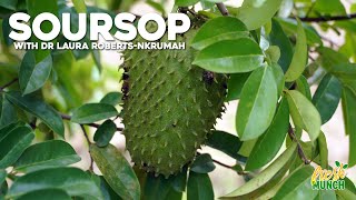 Soursop Growing Secrets: Planting, Care & When to Pick