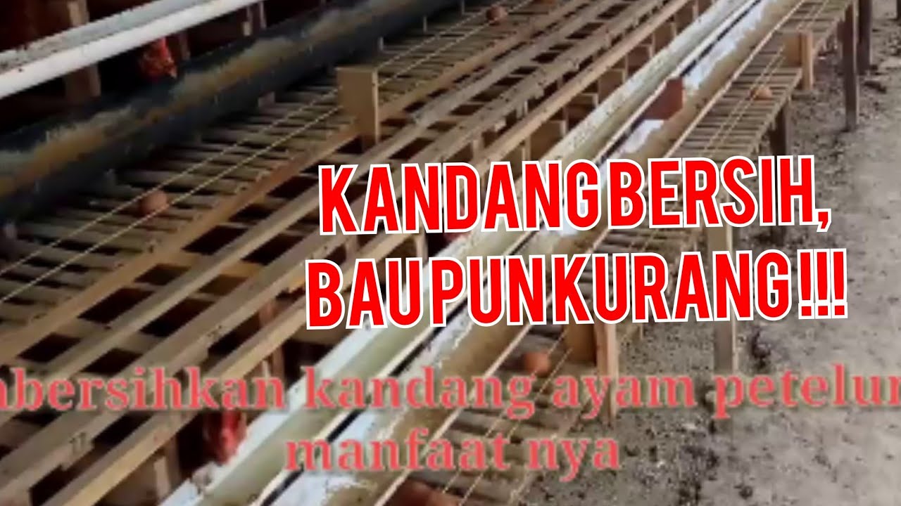 Kegiatan Membersihkan Kandang Ayam  Petelur Rutin 