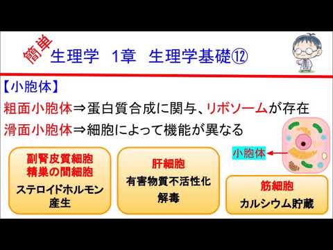 簡単学生理学　１章　生理学基礎⑫(小胞体)