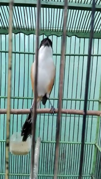 pentet/cendet isian full tengkek buto