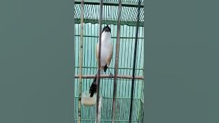 pentet/cendet isian full tengkek buto