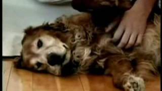 Its A Dogs Life