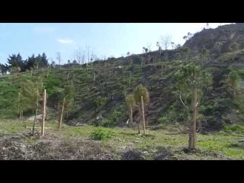 გამხმარი ნერგები