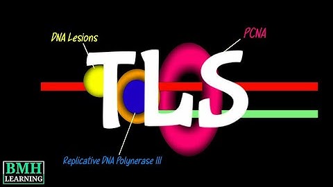 Translesion DNA synthesis | Translesion DNA Polymerase | Error Prone Bypass Synthesis |