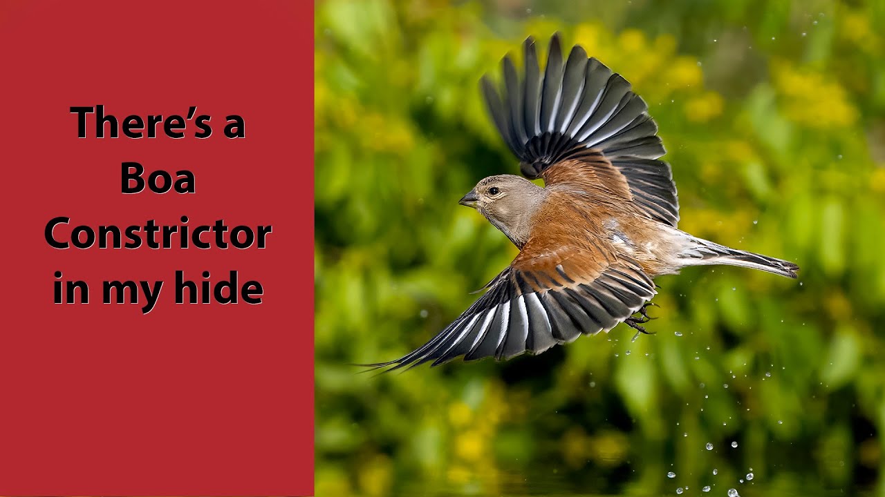 Bird photography at drinking pools in Bulgaria. Part two of three films.