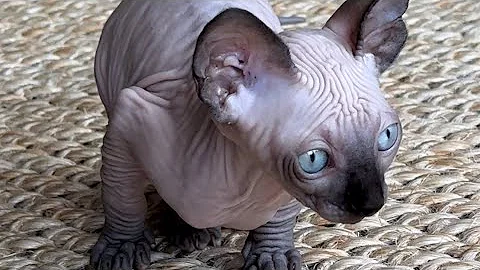 Video 2020751: sphynx cats pets, sphynx kitten, sphynx attack, mom sphynx