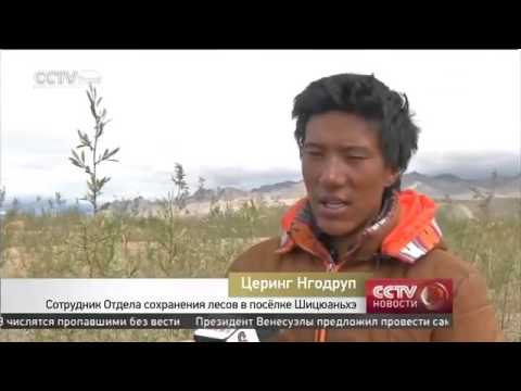 Успехи Тибета: Борьба с опустыниванием и засухой