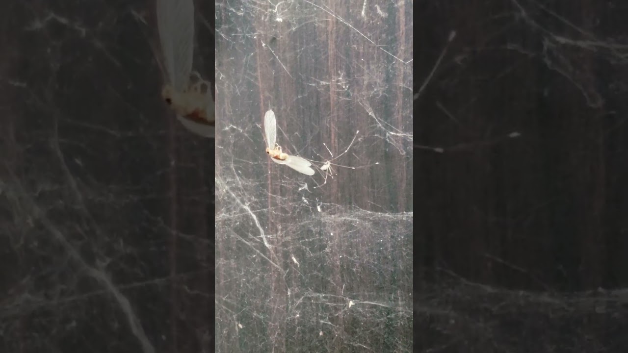 177_ Spider and Flying Termite #shorts #termite #spider #spiderman