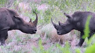 Encuentro entre Rinocerontes blancos