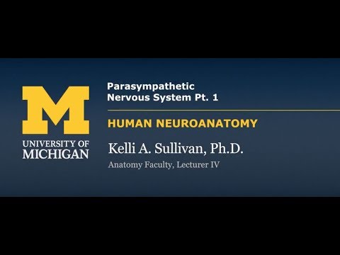 Nervous System Parasympathetic Nervous System Part 1