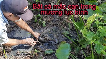 Phát hiện rất nhiều cá lóc cá rô mắc cạn trong mương lục bình