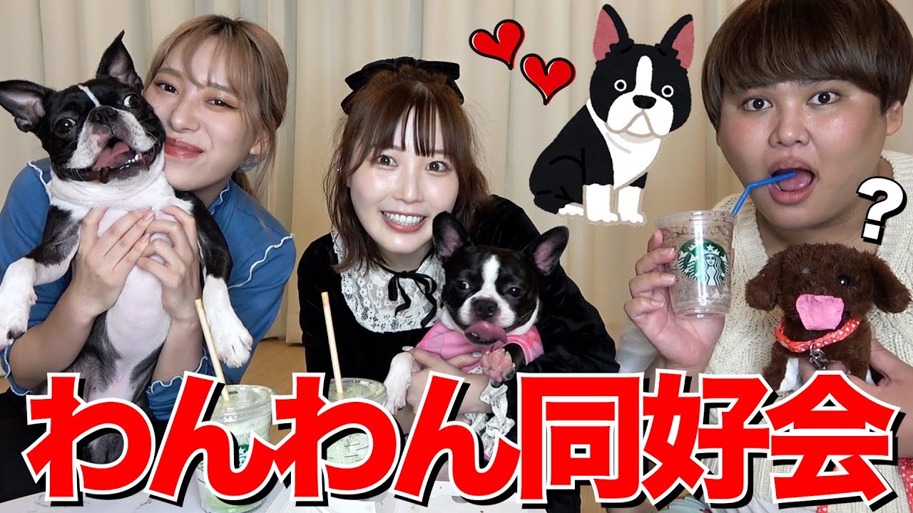ふくれなの炎上原因は犬とのやらせ 愛犬ポムの犬種は不明 愛猫の名前はブル アスネタ 芸能ニュースメディア