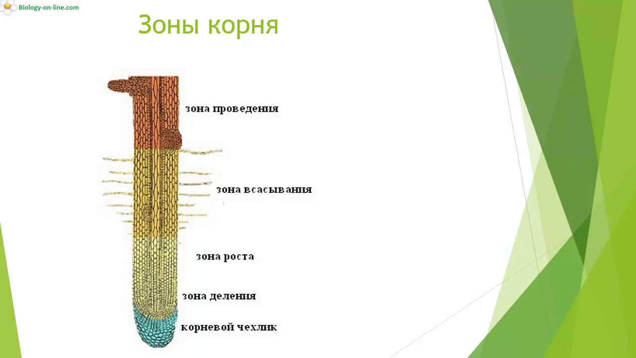 Образовательная ткань зоны деления корня растения. Зоны корня 6 класс биология рисунок. Зоны корня у растений 6 класс биология. Зоны участки корня корневой чехлик. Строение корня зоны.