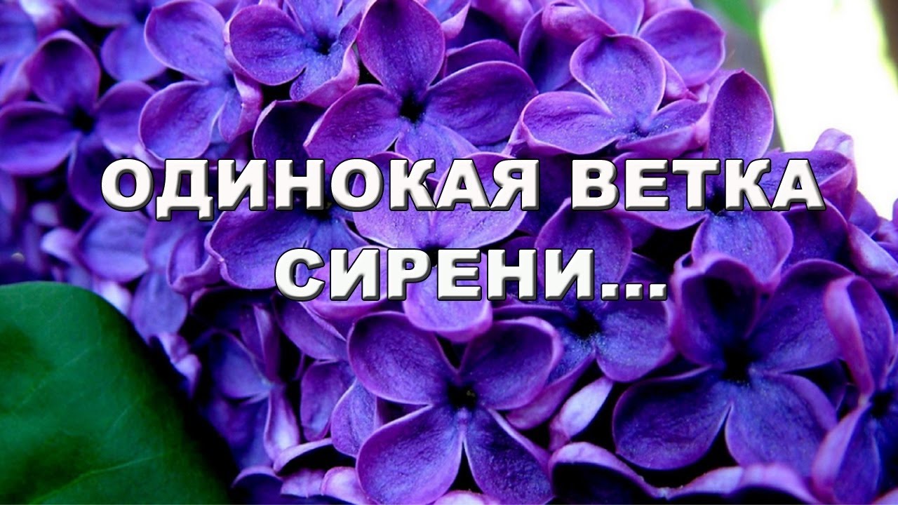 Караоке плыл по городу запах. Одинокая ветка сирени. Одинокая ветка ветка сирени. Песня одинокая ветка сирени. Одино́кая ветка сирени.