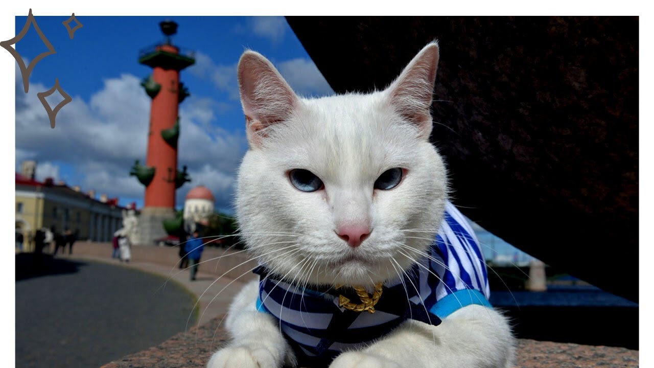 Петербургская Кошка Фото