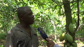 COCOA PRICES SURGE ON GLOBAL MARKET AS FARMERS STRUGGLE TO RAMP UP PRODUCTION IN GHANA