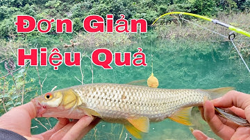 Câu Cá Chày Tự Nhiên Đập Thủy Điện Sông Đà, Một Buổi Câu Lăng Xê Khịch Tính Tại Hồ Thủy Điện