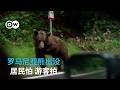 罗马尼亚熊出没 居民怕 游客拍