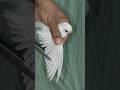 How to cut bird feathers #birds #parrot #budiges #shorts# how to cut bird wings