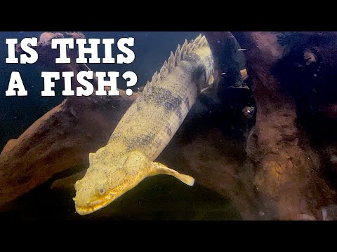 Video: Bichirs dinosaur berasal dari mana?