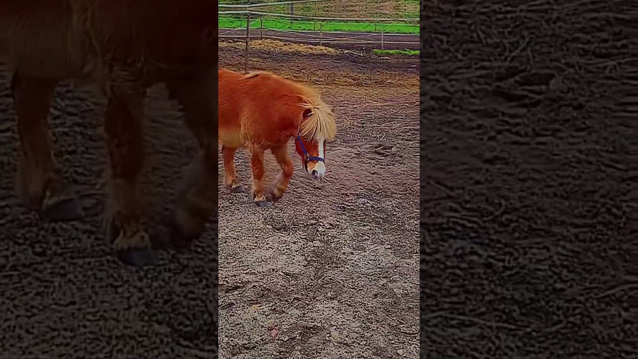 Il est cro mimi 😍