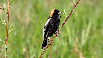 Hear this lovely Bobolink song