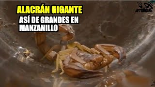 El Alacrán Gigante 