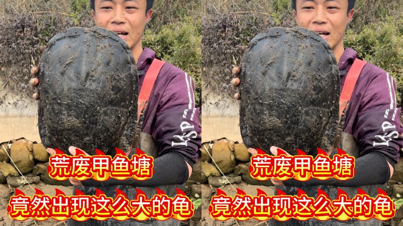 花500元包下荒废的甲鱼塘，没想到竟然出现10多斤的龟？