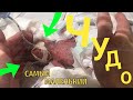 Самый маленький мальчик выписан из родильного дома . ТОЛЬКО ГЛЯНЬТЕ НА НЕГО!