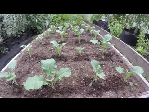 Perennial food garden and garden update