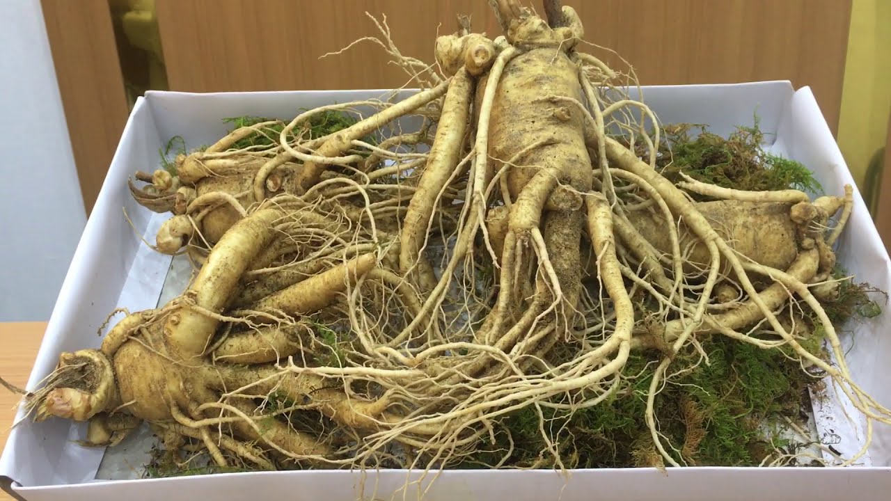 Sâm Tươi 4 Củ Bí Quyết Sức Khỏe Và Tuổi Thọ Từ Rừng Xanh