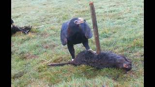 Pair of Wedge-Tailed Eagles feeding and Keeping Forest Ravens at Bay